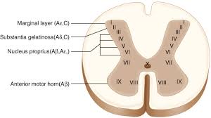 medullary dorsal horn mechanisms