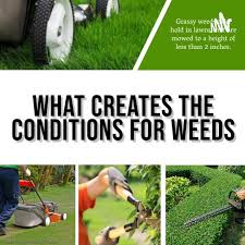 What creates the conditions for weeds