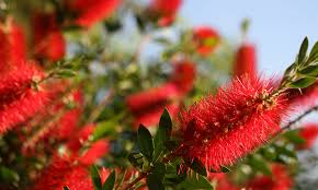 9 Australian Native Plants And Trees To