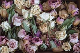 If you already have a favorite. Discover Different Death Flowers And Their Symbolic Meanings Floraqueen