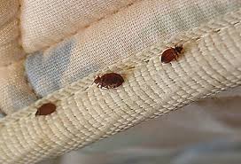 Bed Bugs Control Roshan Pest Control