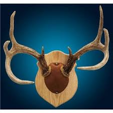 Search make your own kits. Solid Oak Antler Mount Kit Walnut Hollow Antler Mount Deer Skull Mount Antlers