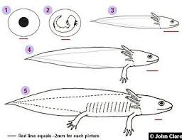 Axolotls Biology