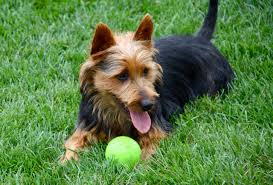 See puppy pictures, health information and reviews. Arista Australian Terriers