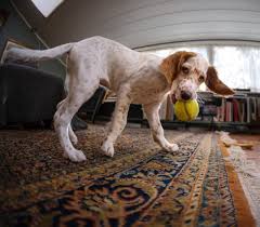 arundel oriental rug cleaners oriental