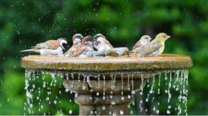 Top 8 Best Bird Baths With Some Of Our