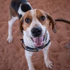 Adopt a puppy or dog from san diego county's helen woodward animal center today! Adopt And Foster Best Friends Animal Society