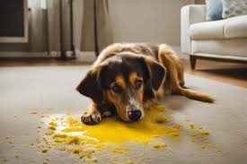 remove yellow dog vomit from carpet easily
