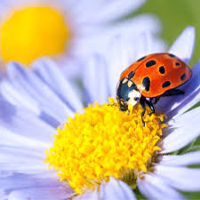 are ladybugs good for your garden