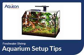 freshwater shrimp aquarium setup tips