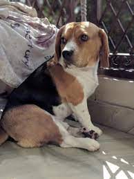 top quality beagle dog available for