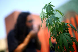 El senado de méxico ha aprobado este jueves la legalización y despenalización de la marihuana el pasado mes de marzo, el senado ya rechazó una propuesta de legalización de la marihuana, tras lo. Mexico Publishes Medicinal Cannabis Regulation Step Toward World S Largest Legal Market