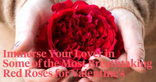 Which Red Roses Do You Choose For