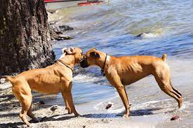 how to put weight on a boxer dog the