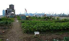 10 Urban Farming Projects In New York