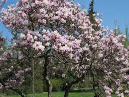 Patrizia puoi inviare fiori e piante a alberi (parma). Alberi Fioriti Idee Per Scegliere I Migliori Ville E Giardini