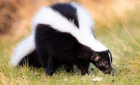 how to get rid of skunk odors