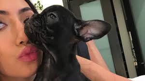 Fortunately we are going to assist you in your looking for a sale of french. Woman Says Her French Bulldog Is Missing After Roommate Smuggled It From Their Downtown L A Apartment Reward Offered Ktla