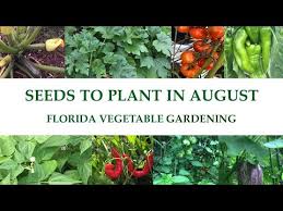 Florida Vegetable Garden In August
