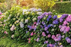 Low Maintenance Perennial Bushes Shrubs