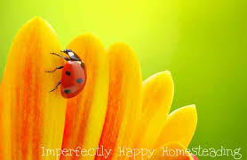 Ladybugs, also called lady beetles or ladybirds, are a gardener's best friend. Attracting Ladybugs To Your Vegetable Garden And Keeping Them There