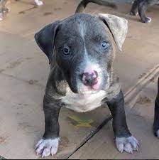 Pitbull puppies for sale craigslist ny. Craigslist Pitbull Puppy
