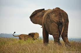 Lion vs Elephant: Who is The King of the Jungle | Kariega