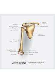 Details About Human Shoulder Arm Bone Illustration Anatomy Chart Poster 12x18 Inch