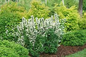 25 White And Silver Plants Perfect For