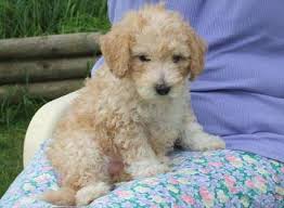 Find poodles puppies & dogs for sale uk at the uk's largest independent free classifieds site. Parti Poodles Mismarks Tuxedo And Ticking On A Poodle