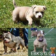 We are offering the best quality pitbulls puppies. American Pit Bull Puppies For Sale In Pennsylvania