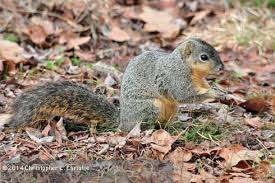 eastern gray squirrels and eastern fox