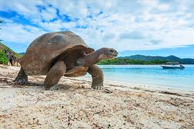 Förlora dig i paradiset seychellerna, den optimala destinationen för en underbar semester. Seychellerna Segla Besok Ode Paradisoar Med Unik Natur I Thabela Travel
