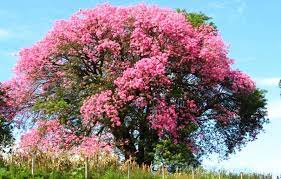 From the classic eastern redbud tree to the vibrant tuscarora crape myrtle, we've got vivid pink varieties that lend unmatched color to your landscape and beyond. Silk Floss Tree In The Gardens