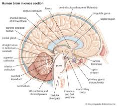 Central nervous system (cns) the cns is the brain and the spinal cord. Human Nervous System Morphological Development Britannica