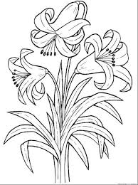 Menggambar sketsa seni bunga matahari umum, daun bunga matahari, putih, pensil,. Gambar Bunga Matahari Hitam Putih Harian Nusantara