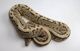 ghost ball python morph facts