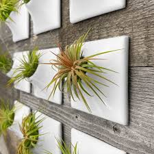 Wall Planter 3 X Small Air Plant Holder