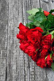 red rose love romantic roses