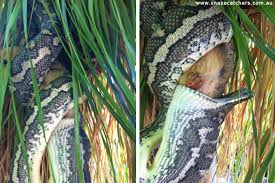 in photos carpet python devours possum
