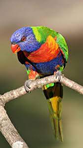 Bird parrot nature, bird, nature ...