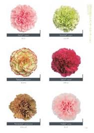 104 Best Carnation Colors Images In 2019 Carnation Colors