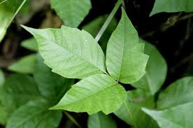 poison ivy vs english ivy az s