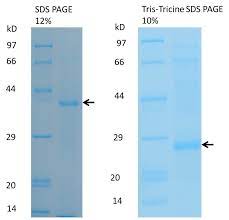 tricine sds page