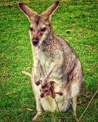 mother kangaroo carrying baby kangaroo