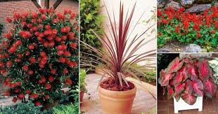 17 Best Red Plants In Florida With