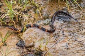 water snakes in missouri