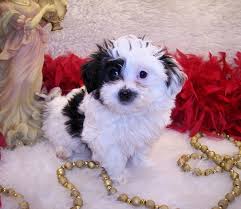 Get maltipoo puppies from us. Black White Parti Maltipoo Puppy Past Maltipoo Puppies