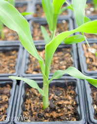 Growing Sweet Corn From Sowing To Harvest