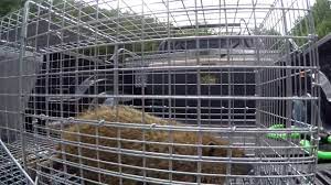 How to trap a groundhog. How To Catch A Ground Hog Youtube